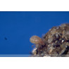 Entomite-M - Acariens contre les mouches des terreaux | Koppert