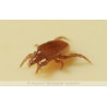Macrocheles robustulus