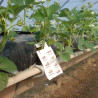 Sachet de Thripex Plus en culture de fraise