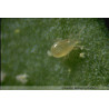 Thripex Plus - Acariens dévoreurs de Thrips | Koppert