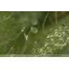 Thripex Plus - Acariens dévoreurs de Thrips | Koppert