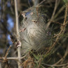 Cocon contenant des chenilles Thaumetopoea pityocampa
