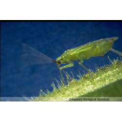Mirical-N - Larves de Macrolophus pygmaeus | Koppert