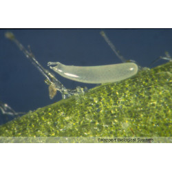 Mirical-N - Larves de Macrolophus pygmaeus | Koppert