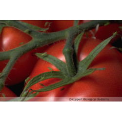 Macrolophus pygmaeus sur tomates