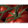 Macrolophus pygmaeus sur tomates