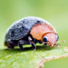 Cryptolaemus  - Coccinelles prédatrices de Cochenilles | Crisop shop