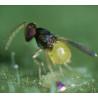 Encarsia formosa parasitant aleurode (Source : Koppert Biological Systems)