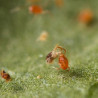 Phytoseiulus persimilis en action