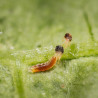 Feltiella acarisuga en action