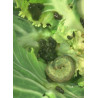 Chenille sur chou (Auteur : Courtin R.)