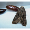Adulte de Mamestra brassicae près de chrysalides