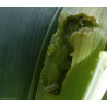 Larve de la teigne  "émergeant" au sein de tissus foliaires de poireau