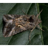 Noctuelle gamma adulte
