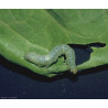Larve Noctuelle gamma