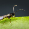 adulte d'Aphidius ervi (Source:Koppert)