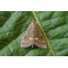 Papillon Pyrale du Maïs (Source : Koppert)