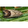 Papillon Carpocapse des châtaignes