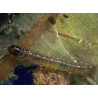 Chenille Duponchelia fovealis (Source : Koppert)