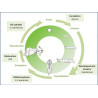 Cycle de développement Duponchelia fovealis (Source Koppert)