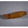 Cocon vide de Duponchelia fovealis (Source: Koppert)