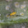 Eretmocerus eremicus adulte