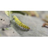 Larve Plutella xylostella (Source : Koppert)