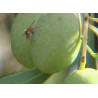 Bactrocera (Dacus) oleae sur olive