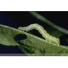 Larve Chrysodeixis chalcites
