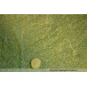 Oeuf Chrysodeixis chalcites