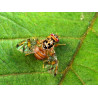 Mouche méditerranéenne des fruits
