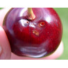 Perforations de la Mouche de la cerise (Source : Fredon)