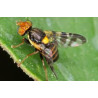 Mouche de la cerise (Source : Koppert)
