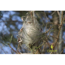 Cocon chenilles processionnaires du pin