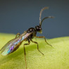 Aphidius matricariae au stade adulte (Crédit photo: Koppert)