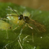 Aphidius matricariae attaquant des pucerons (Crédit photo: Koppert)