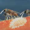 Adulte d'Anagyrus pseudococci sur cochenille (Crédit photo: Koppert)
