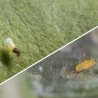 Adulte Eretmocerus eremicus et Adulte Encarsia formosa (Crédit photos : Kopert)