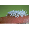 Cryptolaemus montrouzieri larve (Crédit photos : Koppert)