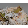 Cryptolaemus montrouzieri larves (Crédit photos : Entocare)
