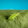 Larves de Macrolophus