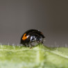 Exochomus quadripustulatus adulte( Crédit photos : Koppert)
