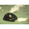 Exochomus quadripustulatus - Prédateur cochenilles | Crisop shop