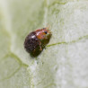 Rhyzobius lophantae adulte (Crédit photos : Koppert)