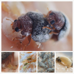 Différents cycles Rhyzobius lophantae (Crédit photos : Entocare