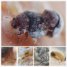 Différents cycles Rhyzobius lophantae (Crédit photos : Entocare