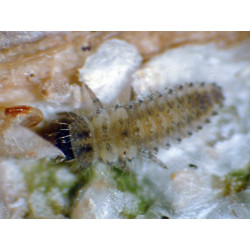 Larve Rhyzobius lophantae (Crédit photo : Entocare)