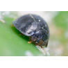 Chilocorus nigritus Adulte (Crédit photo : Entocare)