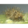 Chilocorus nigritus larve (Crédit photo : Entocare)