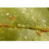 Cochenille Pinnapsis aspidistrae (Crédit photo : Entocare)